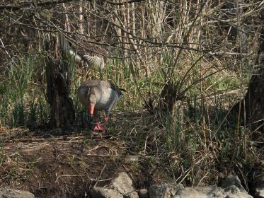 Gans hinten prüft Platz auf Nesttauglichkeit