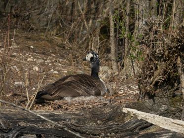 Das zweite Nest einer Kanadagans im Amperstausee