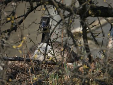 Das dritte Nest einer Kanadagans im Amperstausee