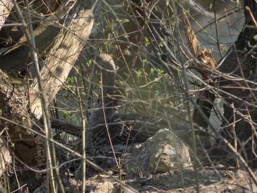 Brütende Graugans im Nest auf Insel neben Eisenbahnbrücke. Wird bewacht von Ganter Y78