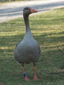 Graugans-Ganter mit Fußring Y78. Partnerin brütet auf Eisenbahnbrücken-Insel