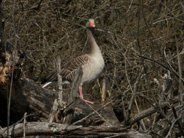 Graugans hält Ausschau