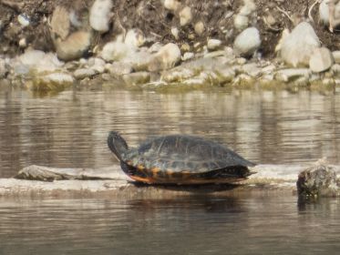Wasserschildkröte vor kleiner Insel