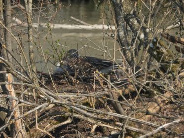 Brütende Graugans im Nest. Mehr südliche Insel