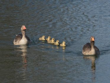 Einige Tage alte Gössel eingerahmt von den Eltern. Eizahn bereits abgefallen