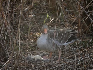 Graugans steht am Nest