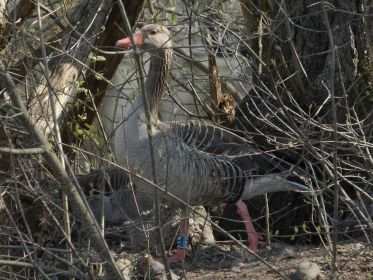 Graugans und Gössel befinden sich hinter Ganter mit Fußring Y78