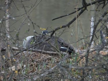 Kanadagans auf Insel gegenüber Eisvogelwand