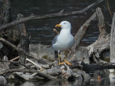 Heute nur eine Mittelmeermöwe im Amperstausee sichtbar