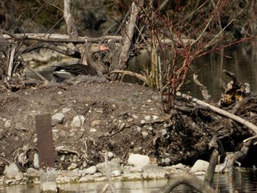 Graugansnest auf kleiner Insel