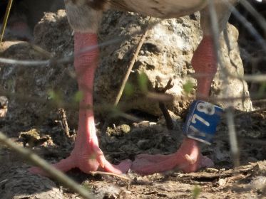 Der Fußring mit der Aufschrift Y78