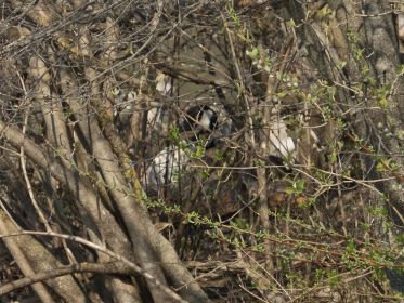 Kanadagans im erbeuteten ehemaligen Graugansnest