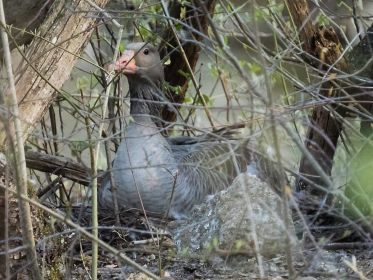 Die Frau von Ganter Y78. Das Gänschen ist gerade nicht sichtbar