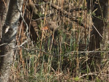 Brütende Graugans im nördlichen Bereich des Amperstausees