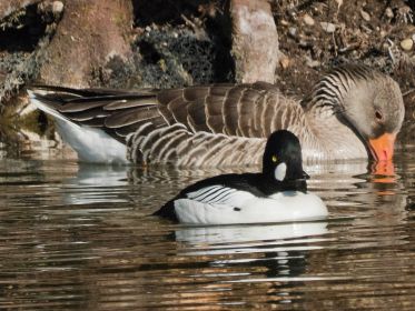 Größenvergleich Schellente / Graugans