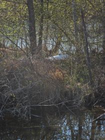 Höckerschwan im Nest