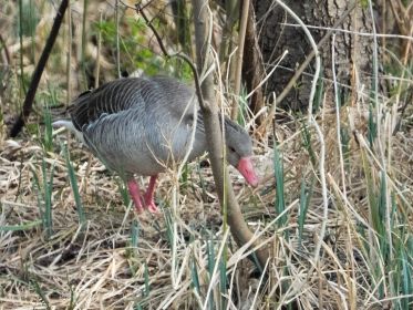 Graugans auf Insel sucht offenbar Platz für ein Nest
