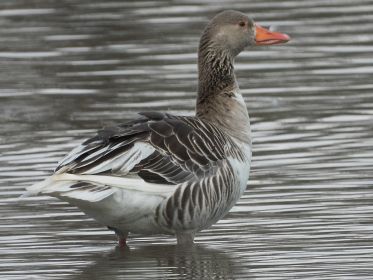 Ein Graugans-Weißling