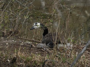 Auf Insel im Amperstausee brütende Kanadagans