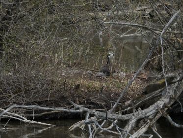 Auf Insel im Amperstausee brütende Kanadagans