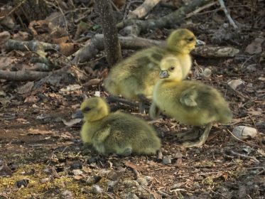 Gössel der Familie Y78