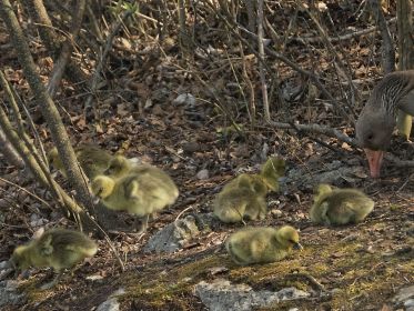 Gössel der Familie Y78 erkunden die Umgebung