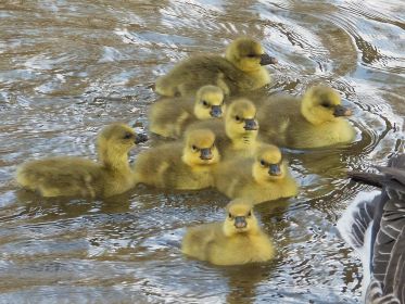 Die acht Gössel der Familie Y78