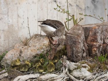 Gössel der Familie Y78. Oben die Gänsemutter