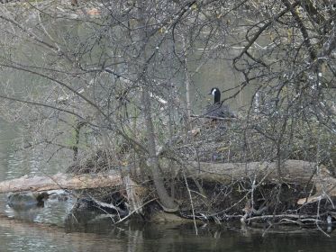 Auf Insel im Amperstausee brütende Kanadagans