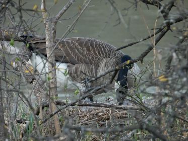Kanadagans bedeckt das Nest kurz vor einem Ausflug