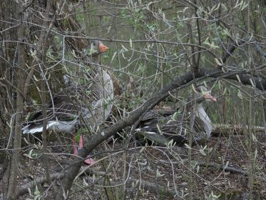 Unter dem Gefieder der Mutter befinden sich die Gössel. Gans dahinter ist Ganter Y78