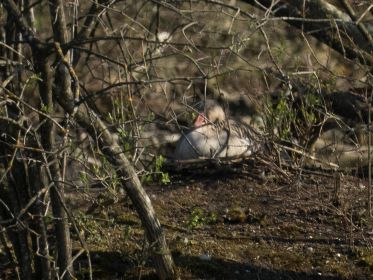 Graugans auf Insel im südlichen Bereich