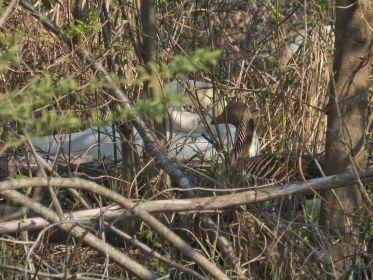 Gans nah am Schwanennest. Graugans offenbar auf Suche nach Nestplatz