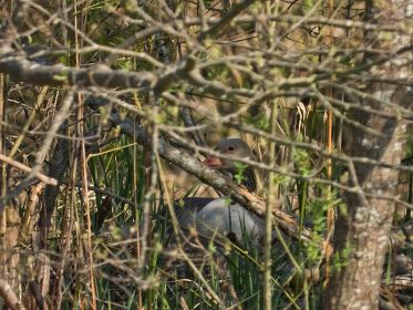 Graugans im Nest auf nördlicher Insel