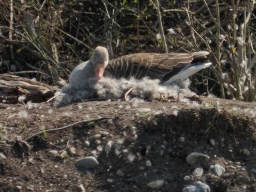 Graugans im Nest auf kleiner Insel in der Mitte des Amperstausees