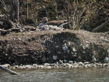 Graugans im Nest auf kleiner Insel in der Mitte des Amperstausees
