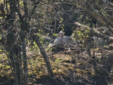 Graugans im Nest im südlichen Bereich