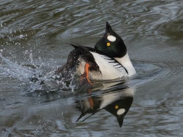 Grunzpfiff der Schellente