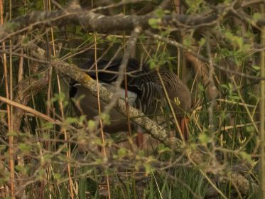 Graugans am Nest. Wobei unklar ist, ob noch gebrütet wird