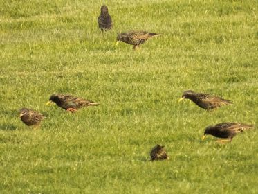 Stare gesellen sich zu Graugänsen auf Sportwiese neben Amperstausee