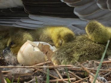 Gössel unter dem Gefieder der Mutter