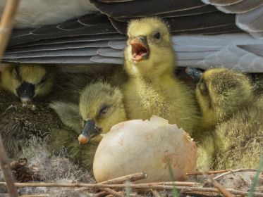Gössel unter dem Gefieder der Mutter. Eizahn ist gut sichtbar