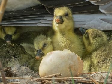 Gössel unter dem Gefieder der Mutter. Eizahn ist gut sichtbar