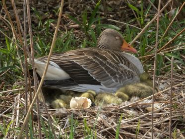 Acht Gänsekinder unter dem Gefieder der Mutter