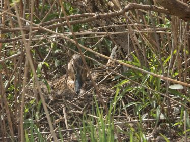 Stockente brütet im gut getarnten Nest