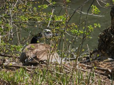 Auf südlicher Insel im Amperstausee: Kanadagans im Nest