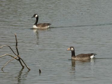 Gänsehybrid stets bei einer Kanadagans