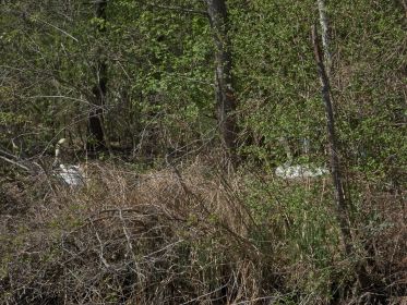 Rechts Schwan im Nest, links der Ehemann