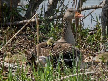 Graugans mit Gänsekindern