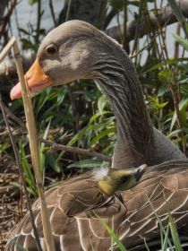 Graugansmutter mit Gössel im Gefieder